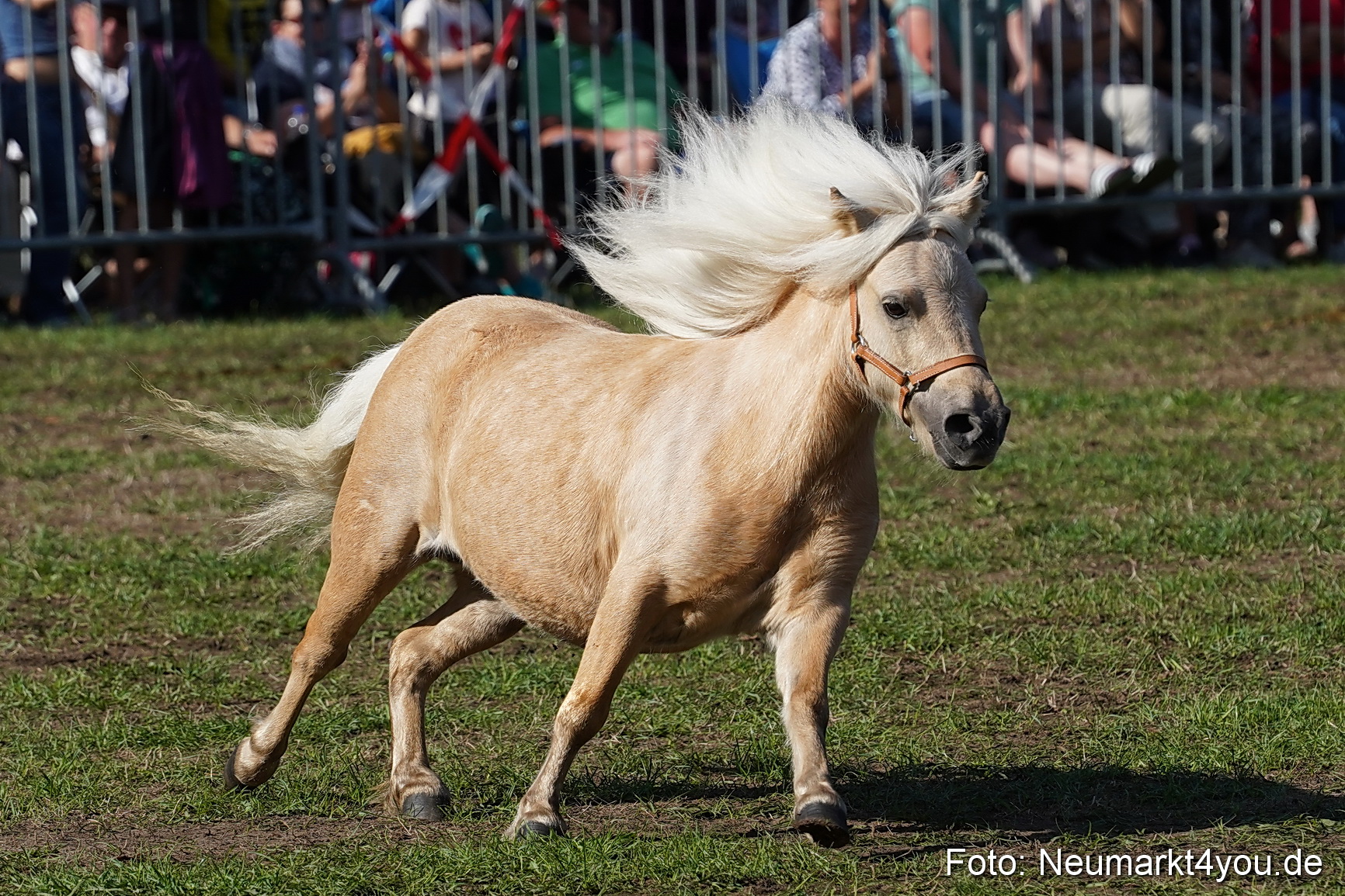 Pferde und Fohlenschau 2022 0085 